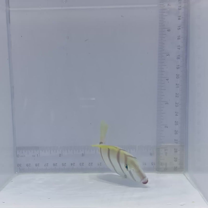 Convict Tang (Acanthurus triostegus)