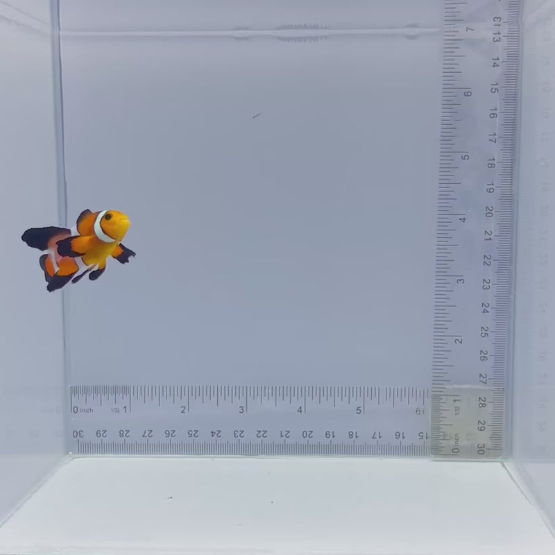 Long-fin Orange Ocellaris Clownfish (Amphiprion ocellaris)