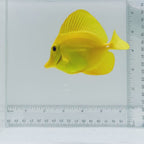 True Hawaiian Yellow Tang