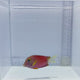 White-Tail Bristle Tooth Tang Fish