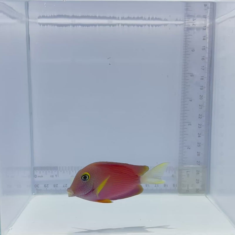 White-Tail Bristle Tooth Tang Fish