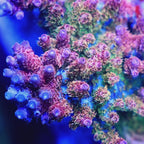 TSA Four Loko Acropora Coral