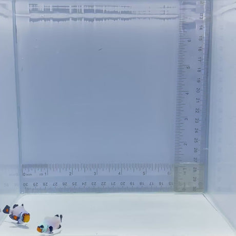 Wyoming White Clownfish
