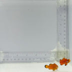 Domino Clownfish Pair
