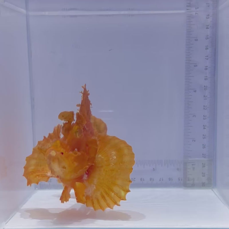 Orange Rhinopias (Rhinopias frondosa)