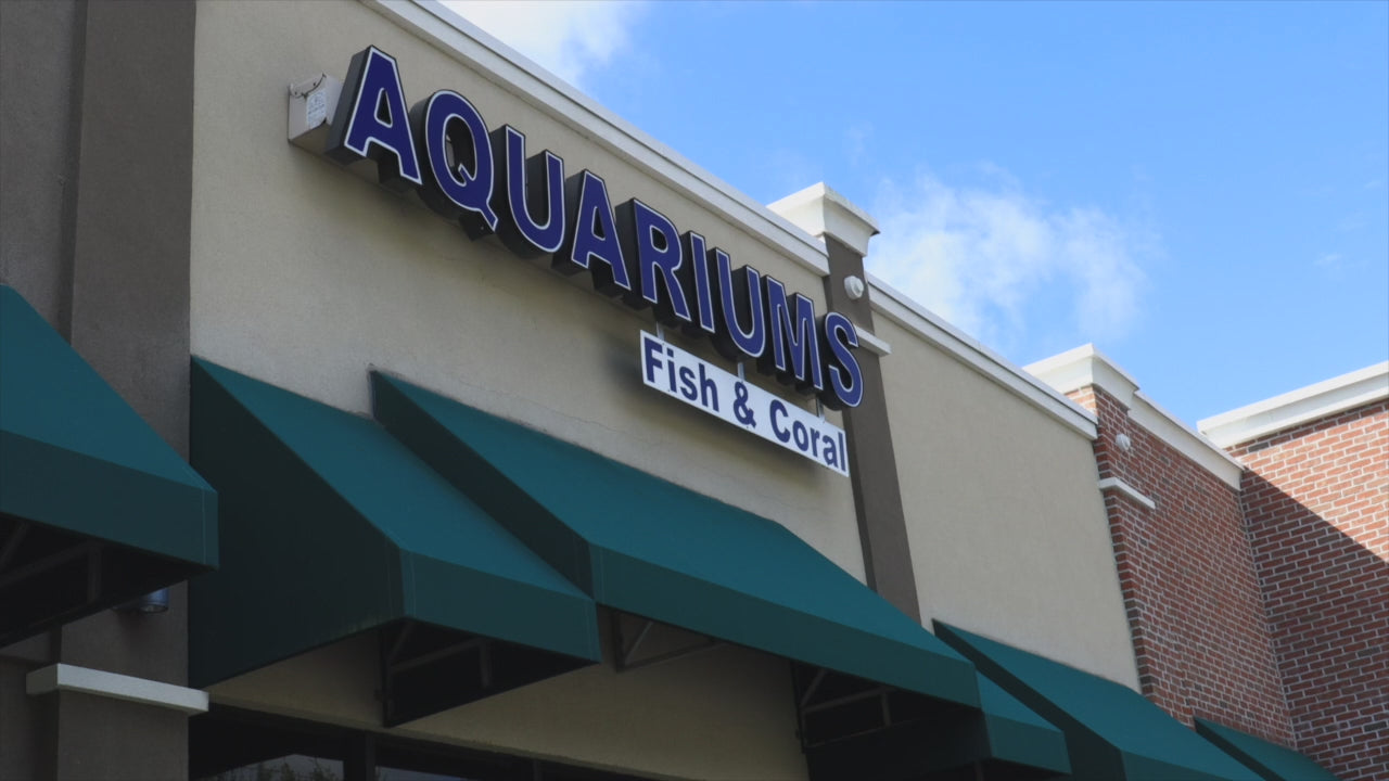 Top Shelf Aquatics video preview