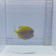 Hybrid Powder Blue Tang Fish