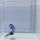 Jansen Saddle Wrasse