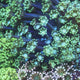 TSA Dreamers Delight Alveopora Coral