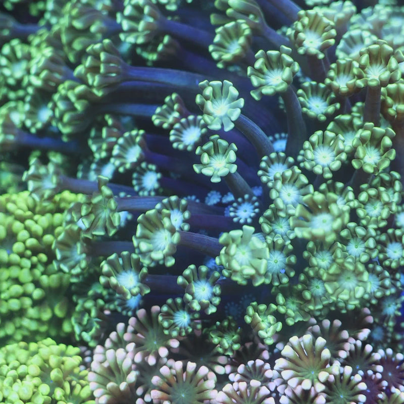 TSA Dreamers Delight Alveopora Coral