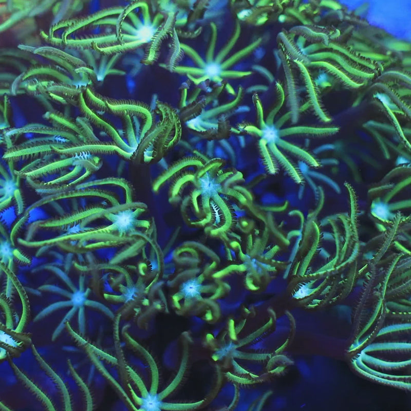 Green Aussie Pipe Organ Coral