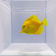 Hawaiian Yellow Tang Fish