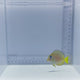 Atlantic Blue Tang Fish