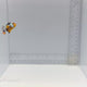 Nebula Picasso Clownfish — Amphiprion percula