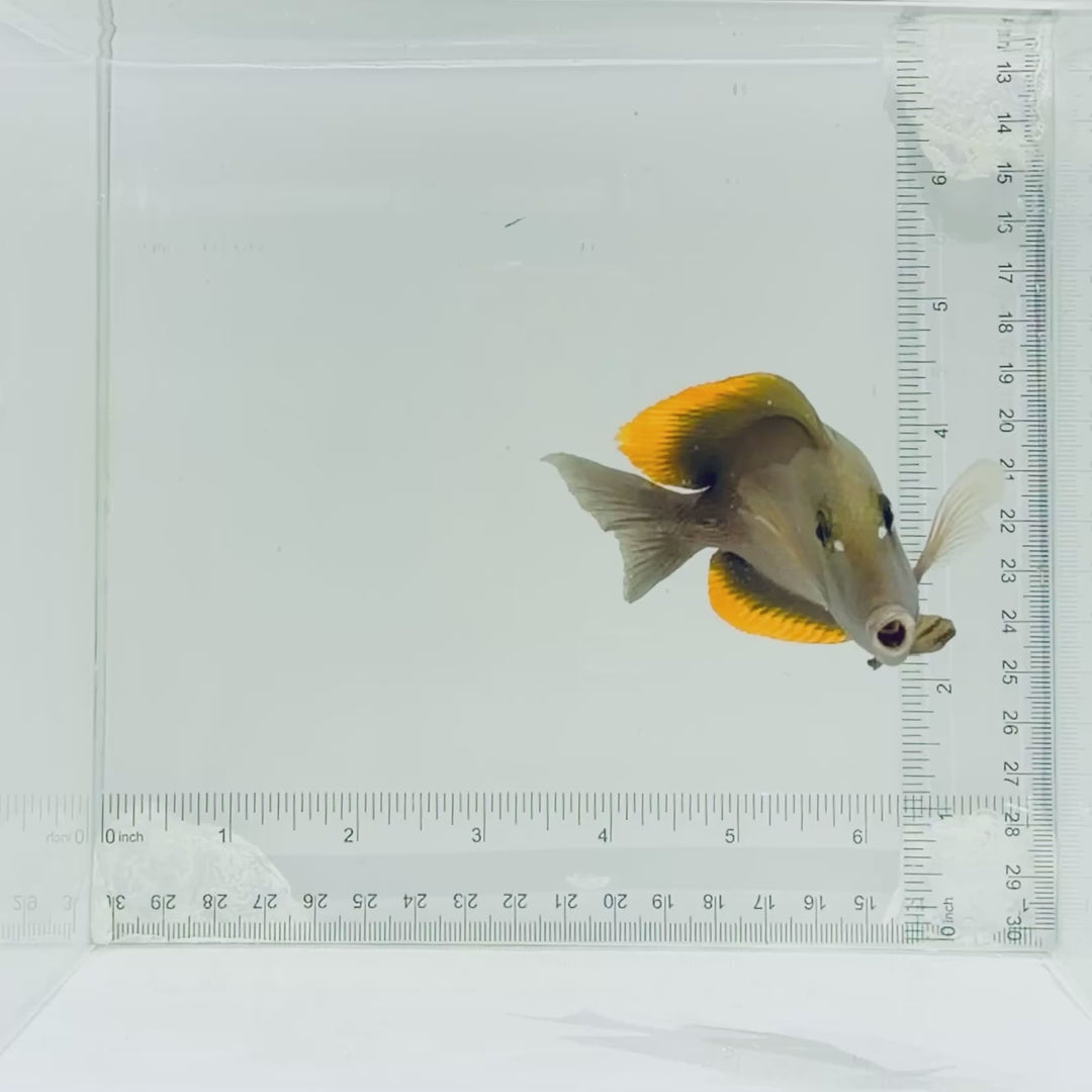 Flame Fin Tomini Tang