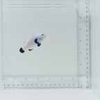 Platinum Percula Clownfish