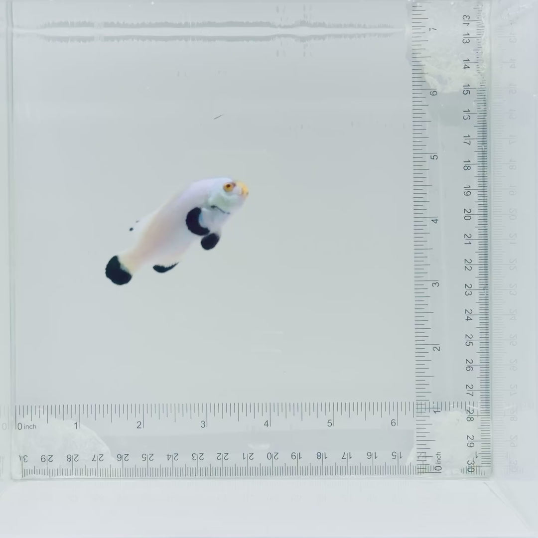 Platinum Percula Clownfish