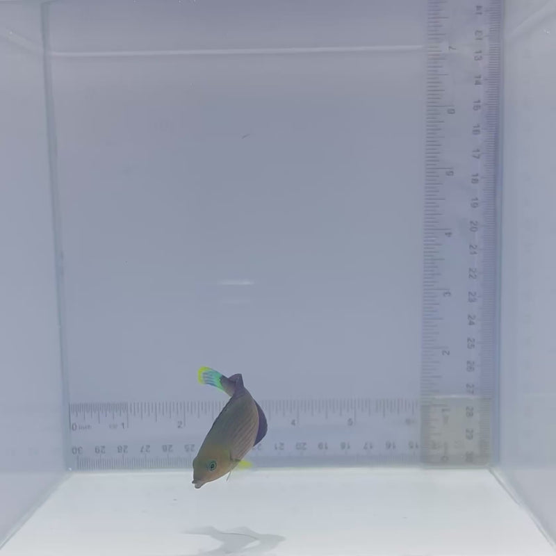 Dusky Margin Wrasse (Halichoeres marginatus)