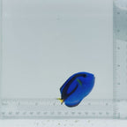 Blue Hippo Tang