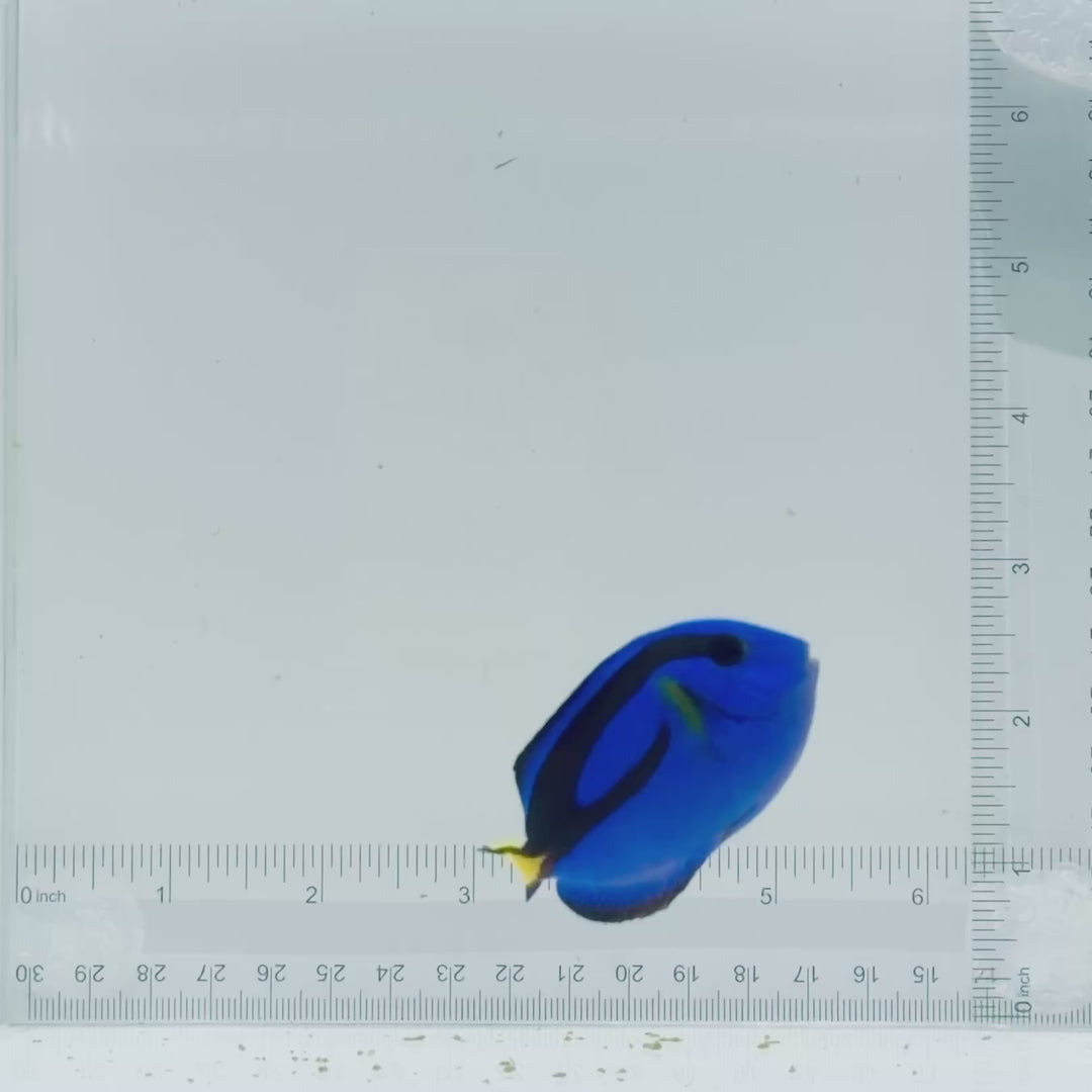 Blue Hippo Tang