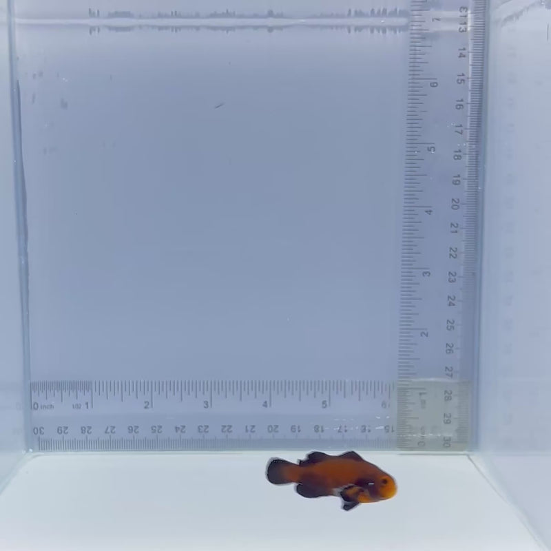 Naked Mocha Domino Ocellaris Clownfish