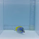 Powder Blue Tang — Acanthurus leucosternon