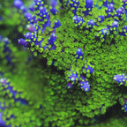 Garf Bonsai Acropora Coral