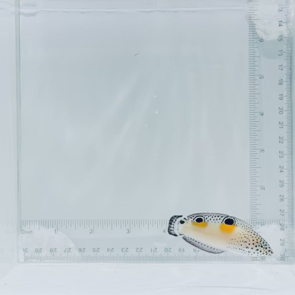 Juv. Twin Spot Wrasse