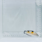 Juv. Twin Spot Wrasse