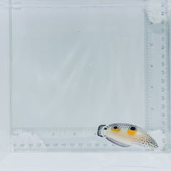 Juv. Twin Spot Wrasse