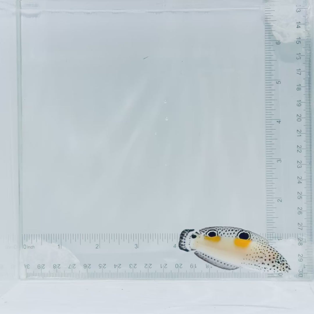 Juv. Twin Spot Wrasse