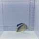 Griffis Angelfish