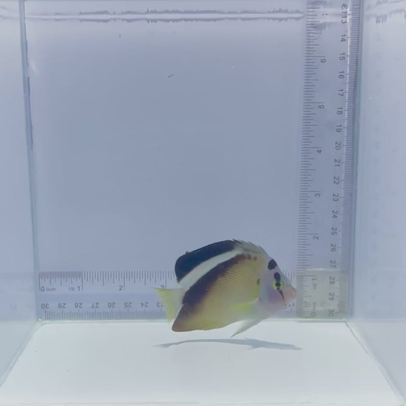 Griffis Angelfish