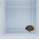 Maculiceps Tang Fish