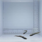 Engineer Goby - Pholidichthys leucotaenia