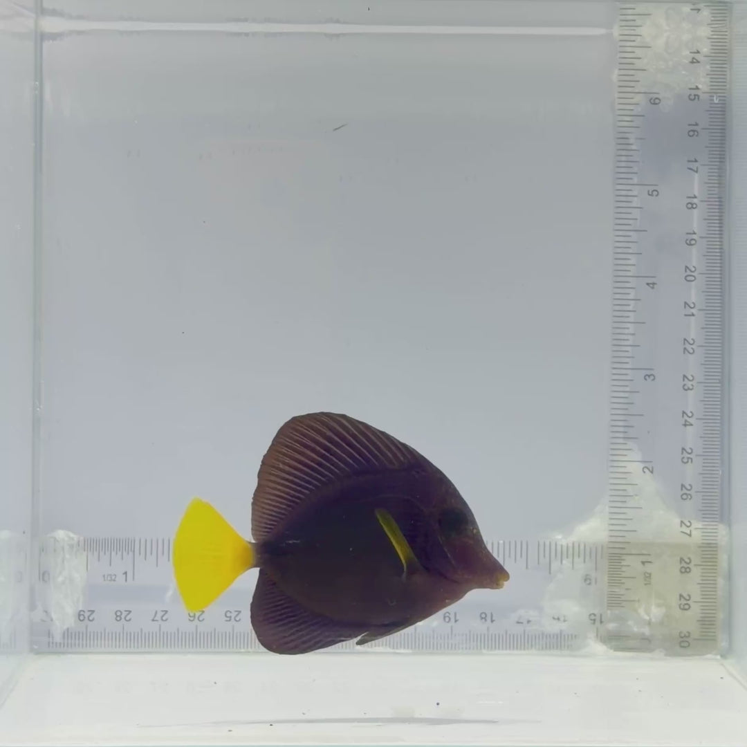 Purple Tang
