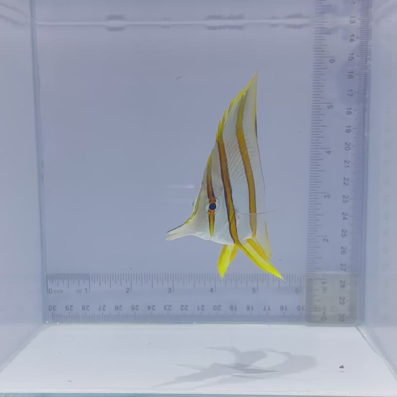 Aussie Copperband Butterfly (Chelmon rostratus)