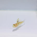 Randall's Goby - Amblyeleotris randalli