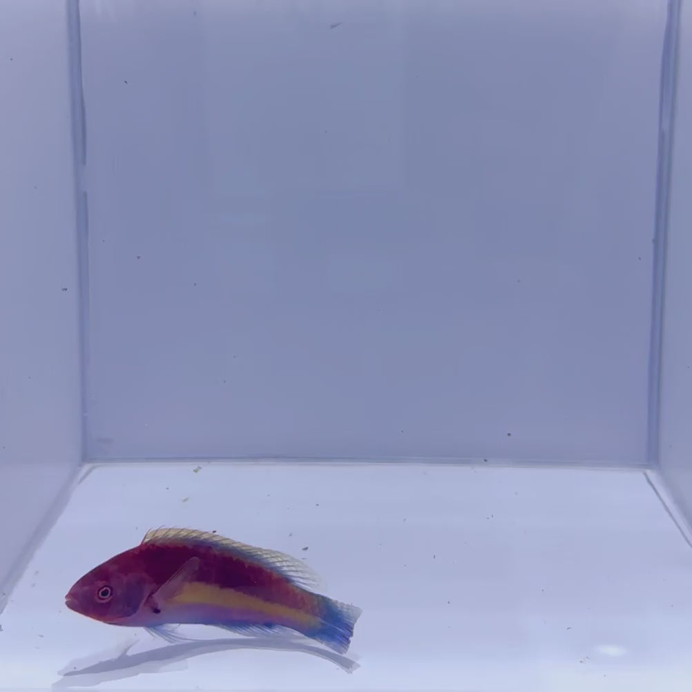 Yellow Banded Velvet Wrasse Fish