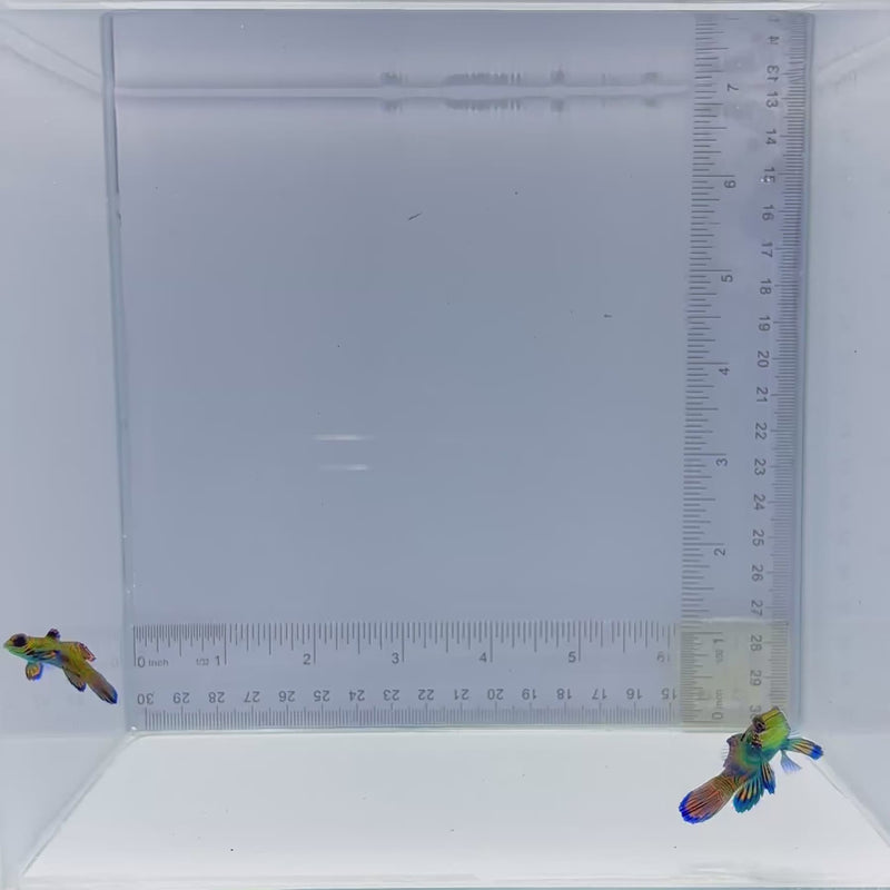 Captive Bred Pair Green Mandarin Goby (Synchiropus splendidus)