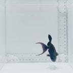 Niger Triggerfish