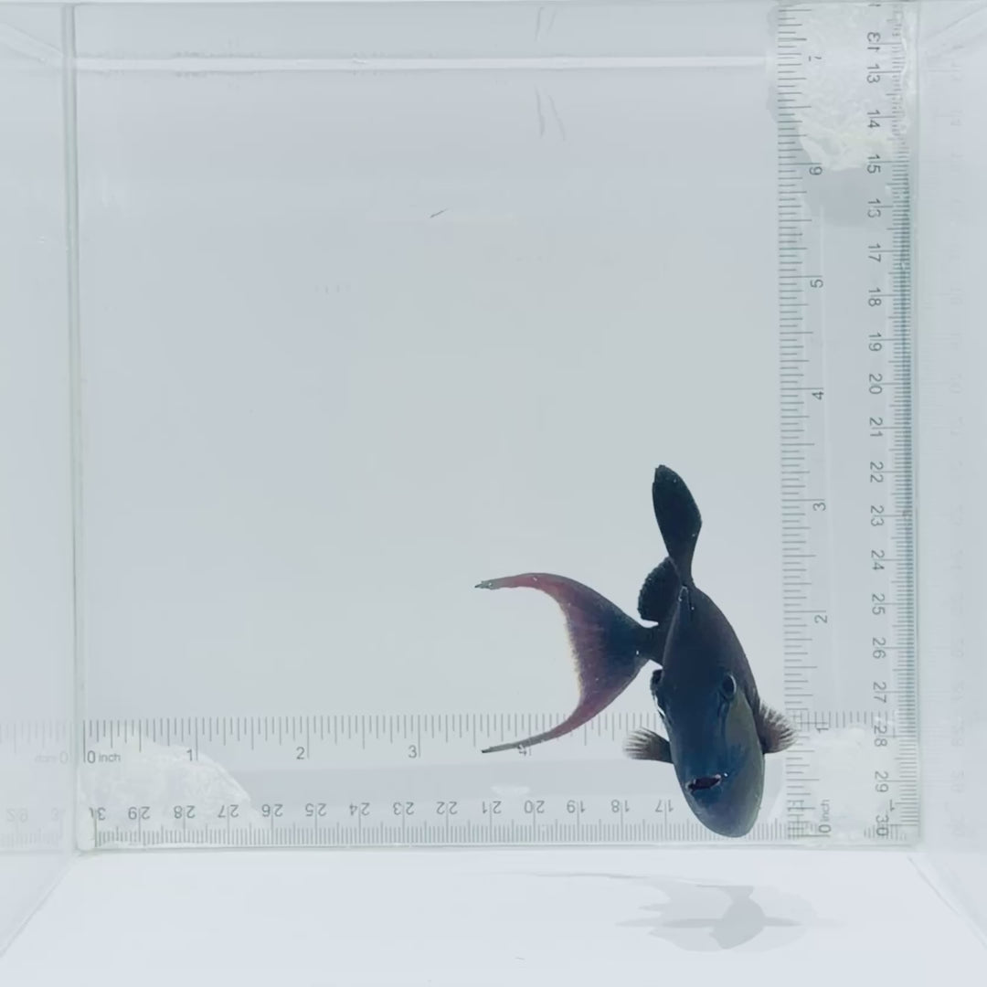 Niger Triggerfish