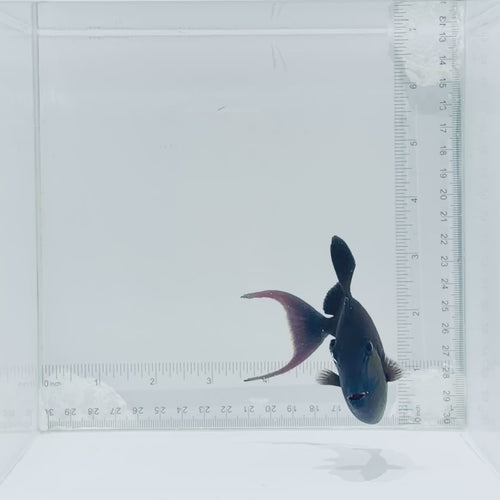 Niger Triggerfish