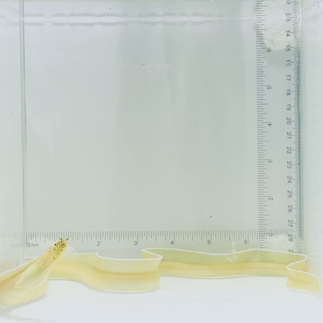 Ghost Ribbon Eel