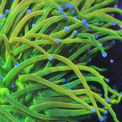 TSA Holy Grail Torch Coral
