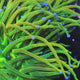 TSA Holy Grail Torch Coral