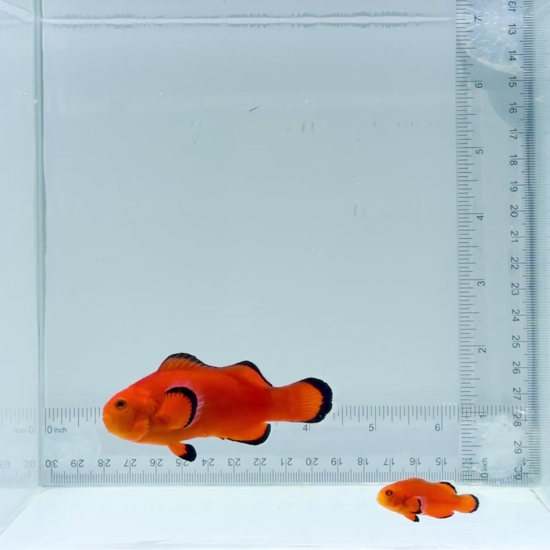 Jumbo Naked Clownfish Pair – Amphiprion ocellaris