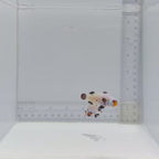 Wyoming White Clownfish Pair – Amphiprion ocellaris