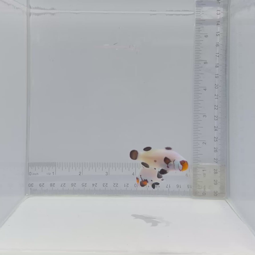 Wyoming White Clownfish Pair – Amphiprion ocellaris