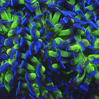 TSA Splatter Stalk Hammer Coral